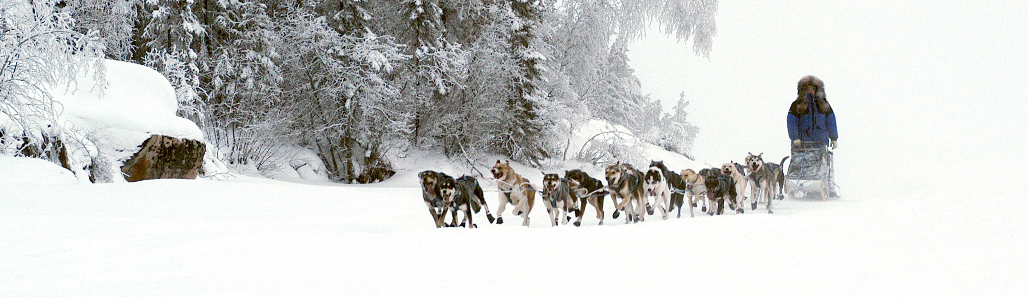 dogsledding