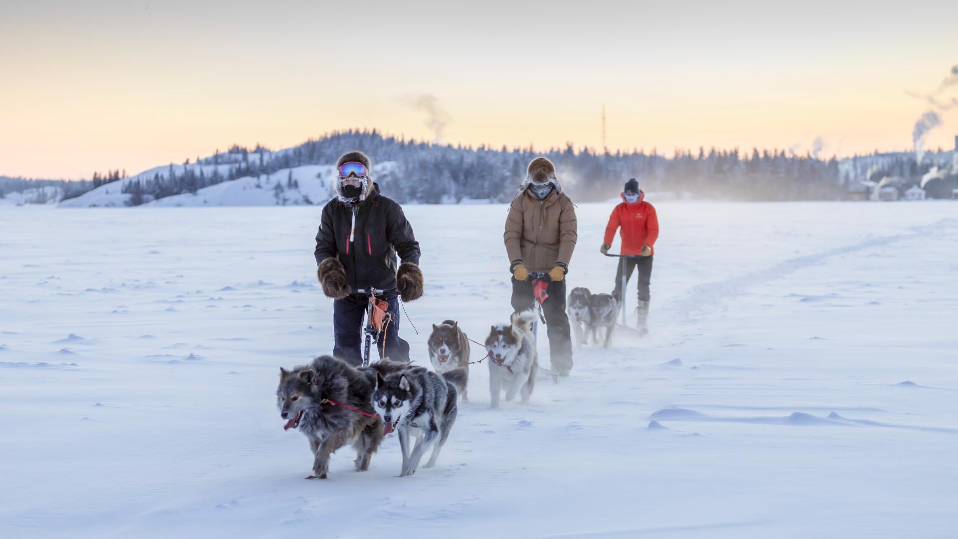 Kicksledding with dogs - Sundog Tours - Bill Braden