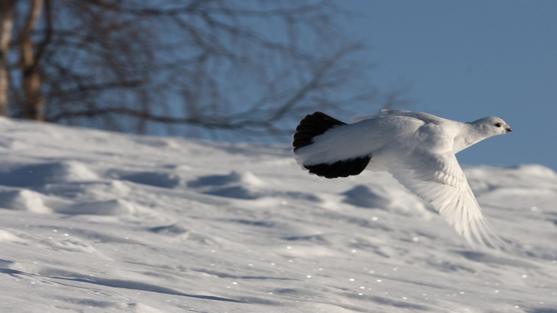Ptarmigan April 2009 - Bill Braden