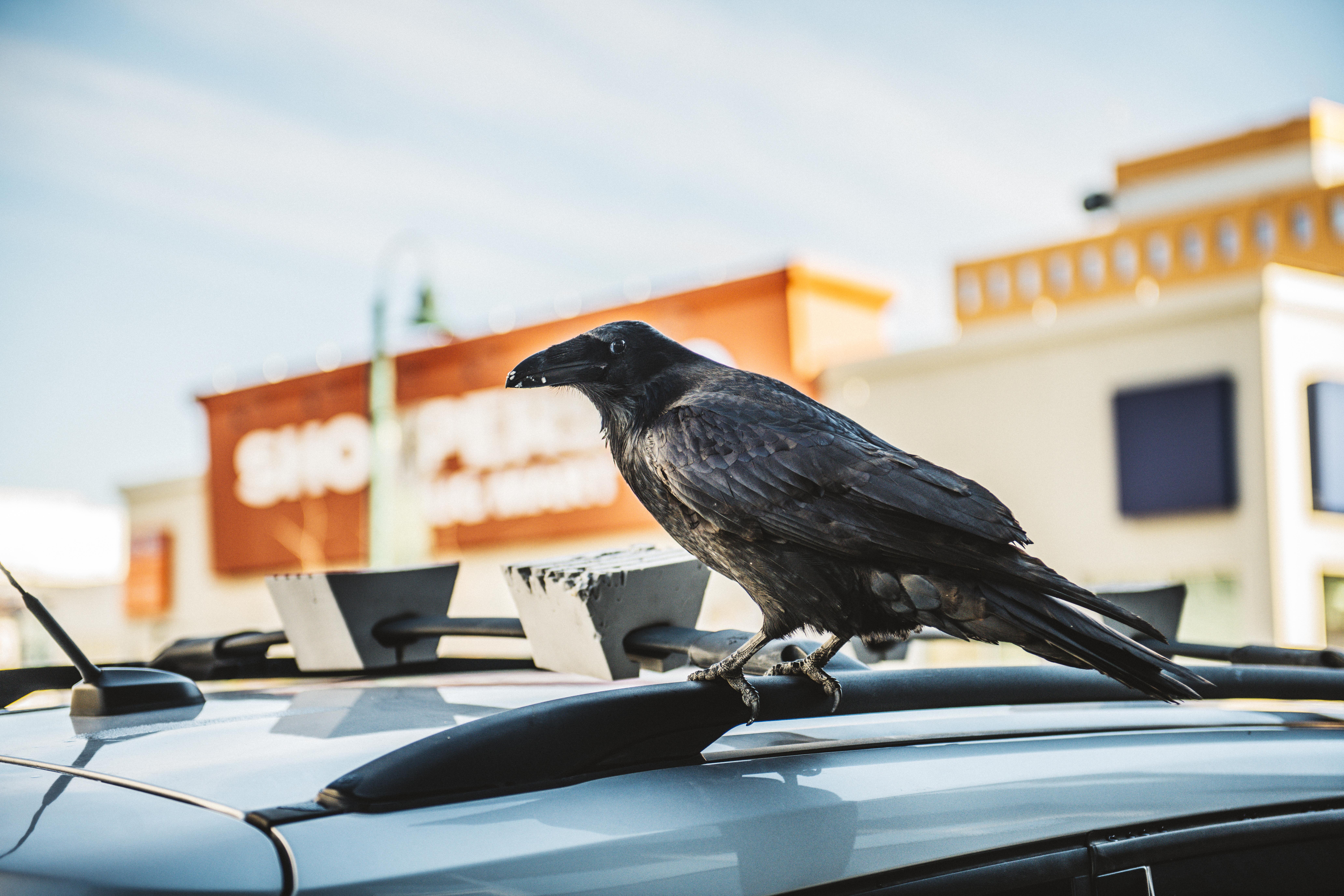 Raven