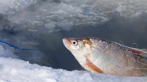 Ice Fishing - Bill Braden